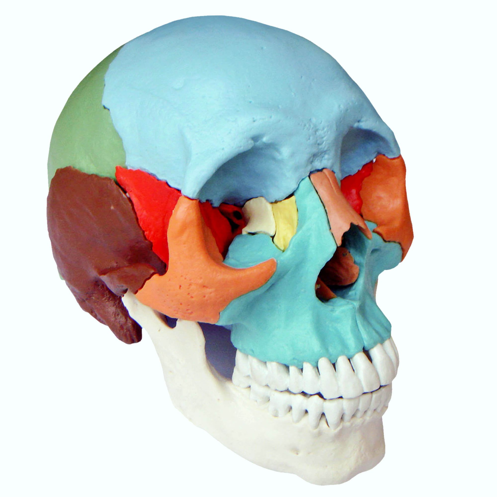Amazon.com: Human Medical Anatomical Adult Osteopathic Skull Model